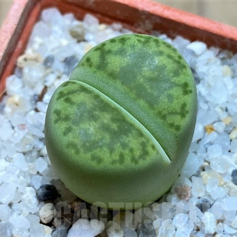 SH21779 Lithops bromfieldii 'Sulphurea'