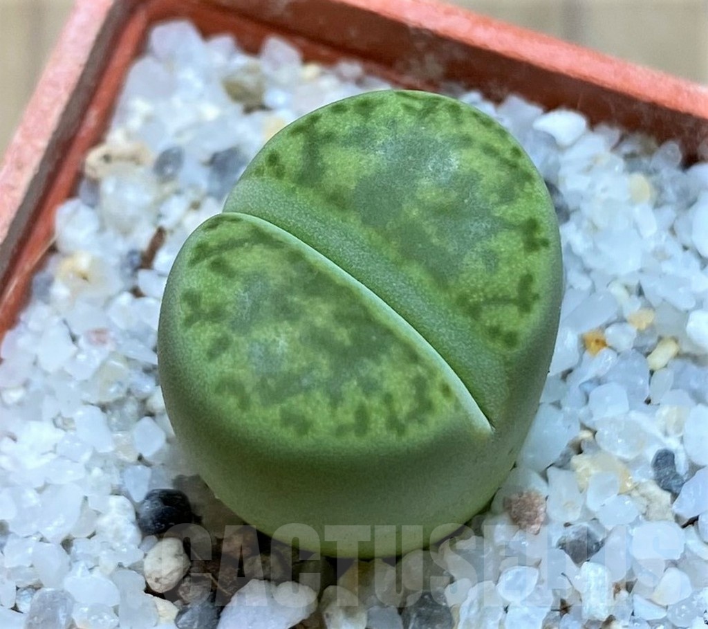 SH21779 Lithops bromfieldii 'Sulphurea'