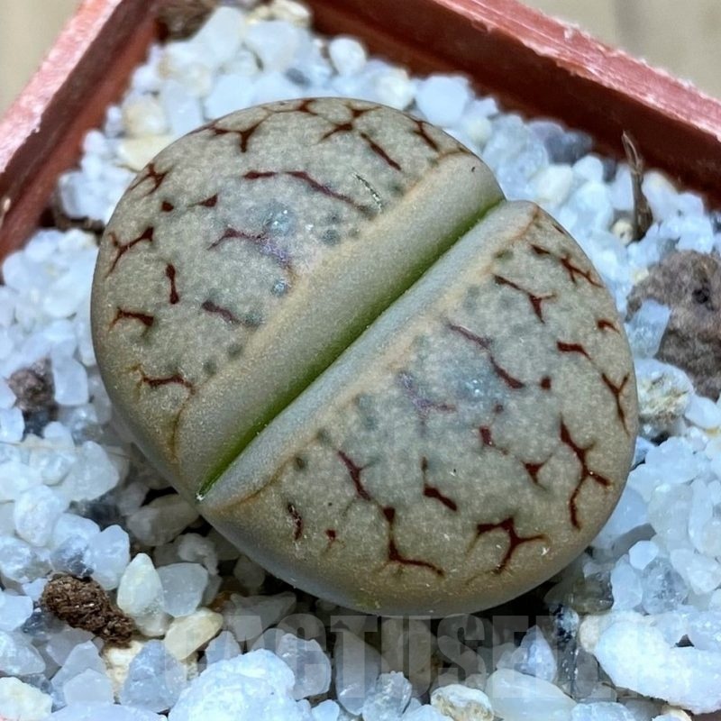 SH21780 Lithops gracilidelineata v. brandbergensis C383