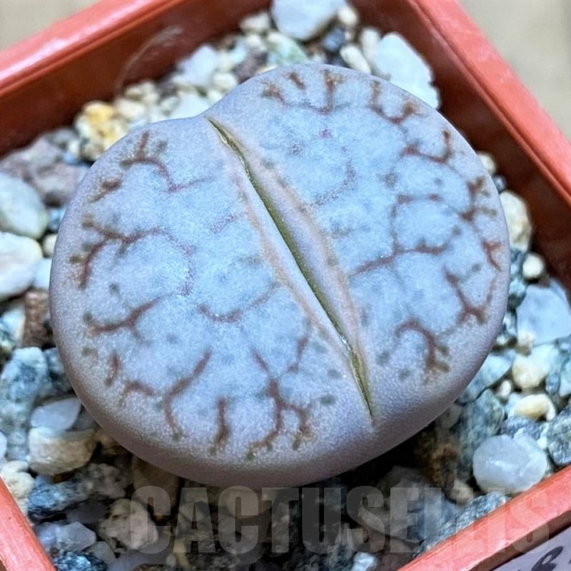 SH21781 Lithops pseudotruncatella v. dendritica