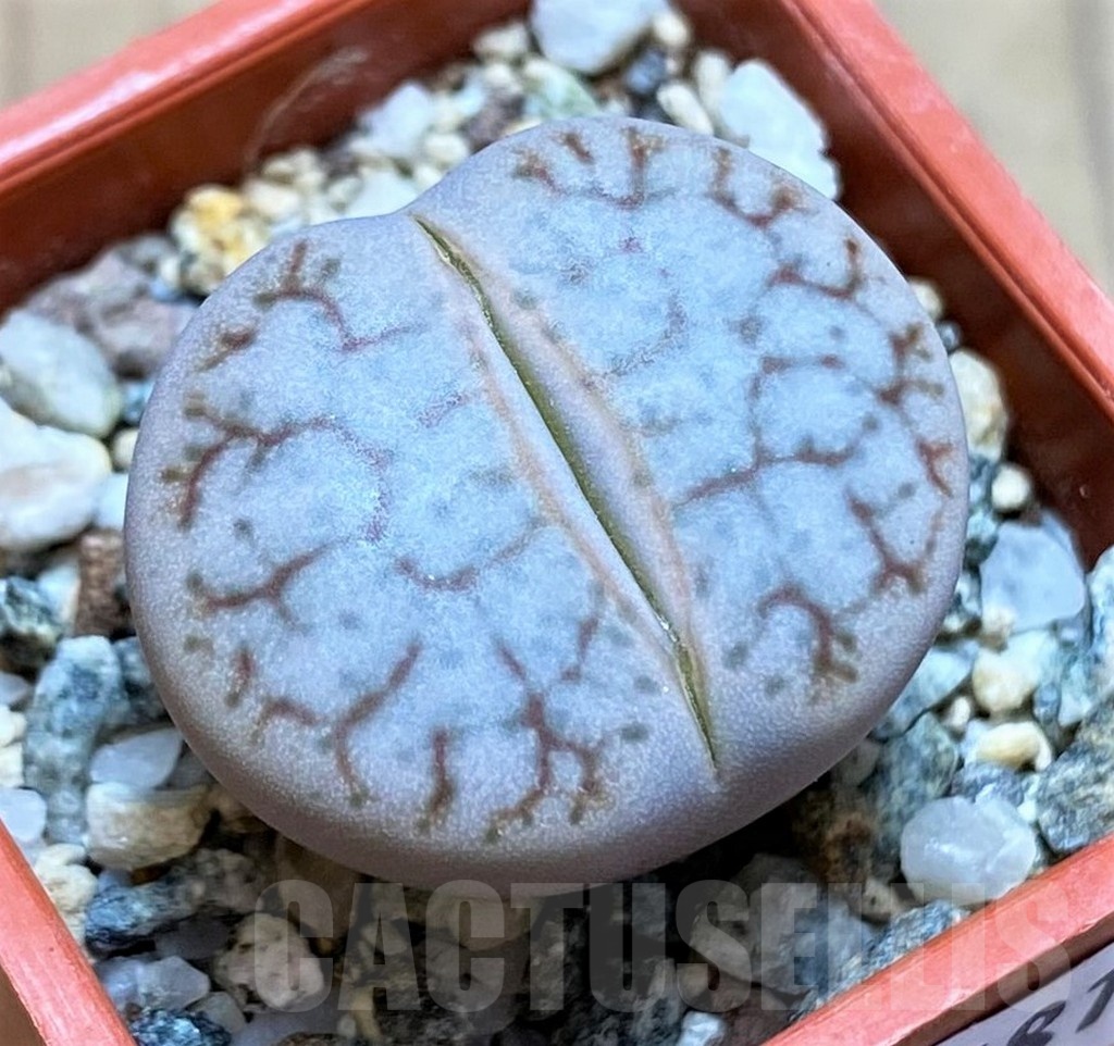 SH21781 Lithops pseudotruncatella v. dendritica