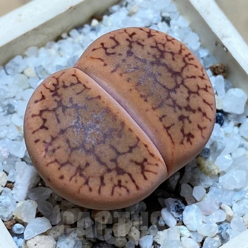 SH21782 Lithops aucampiae v. koelemanii