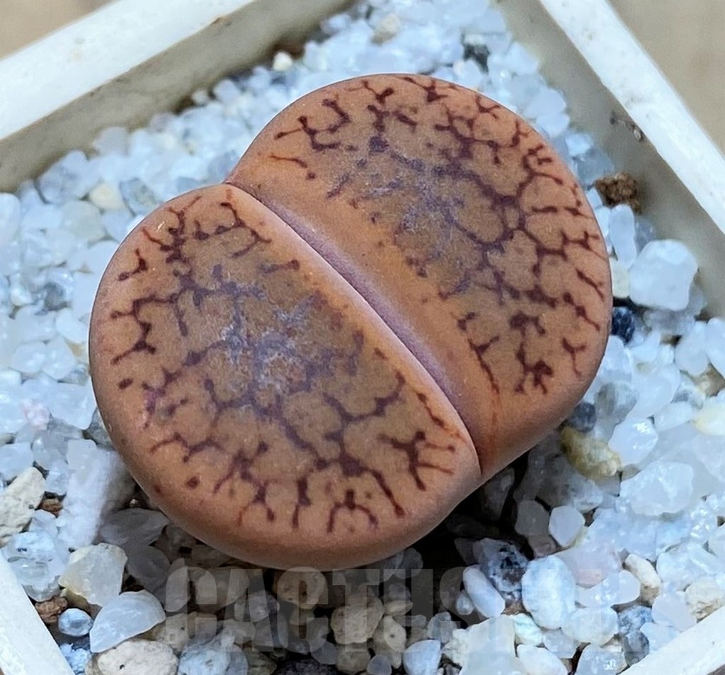 SH21782 Lithops aucampiae v. koelemanii
