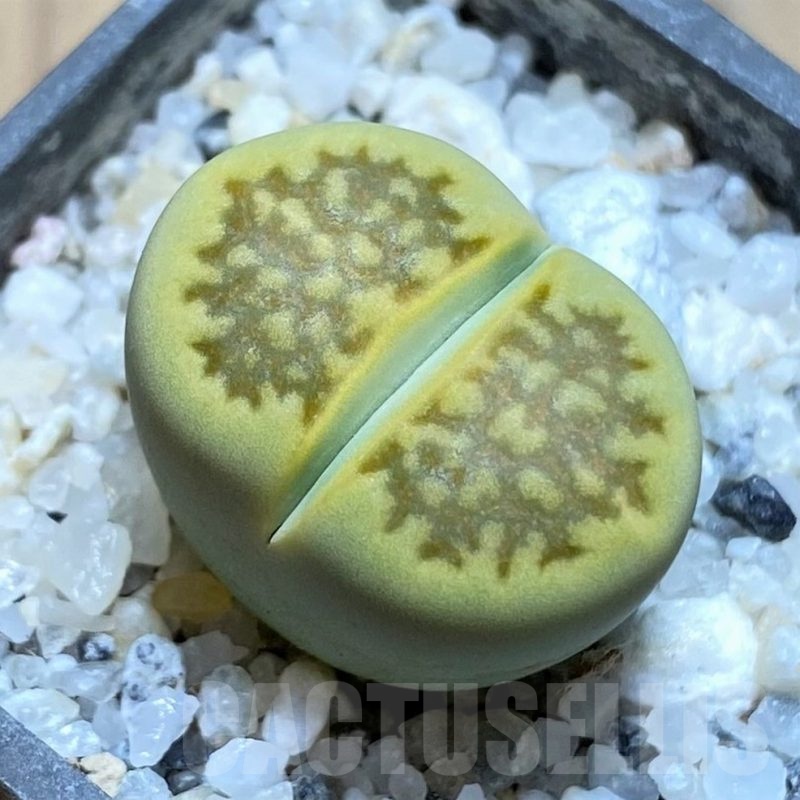SH21783 Lithops hallii 'Green Soapstone'