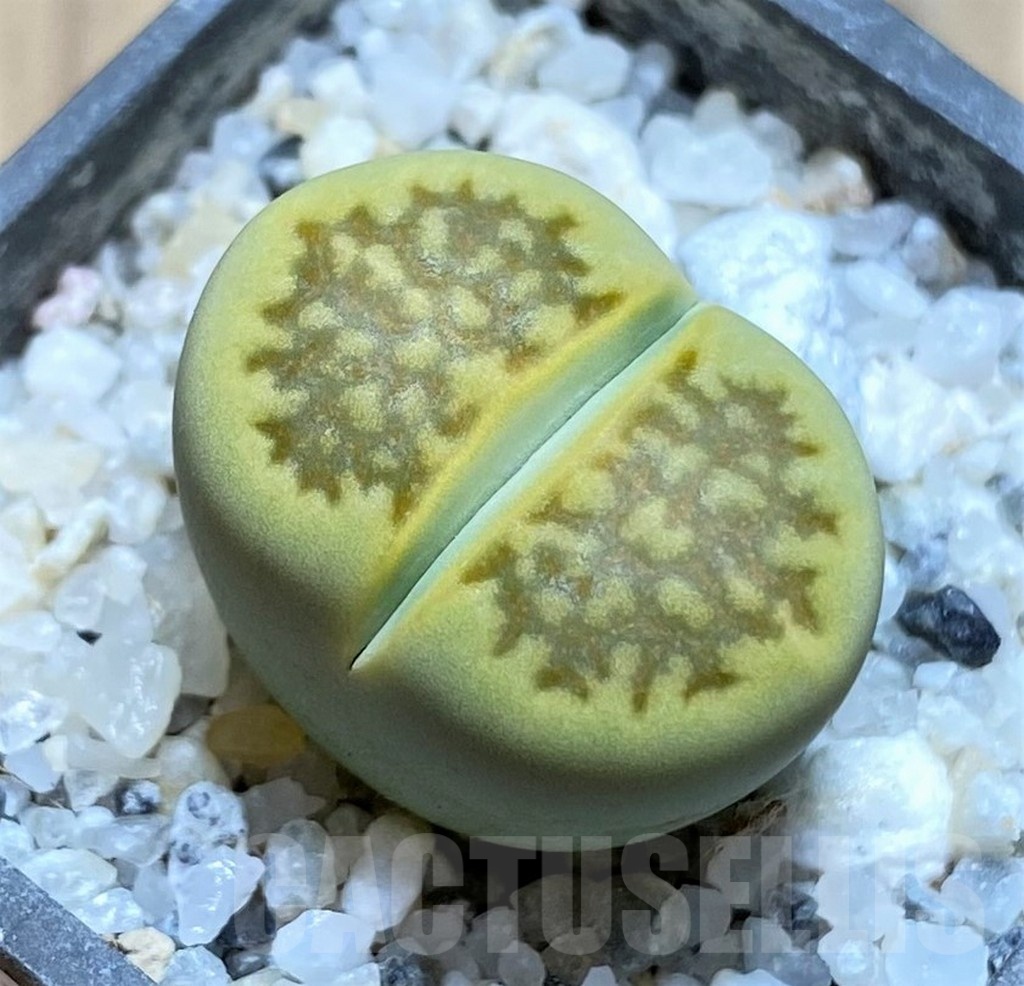 SH21783 Lithops hallii 'Green Soapstone'