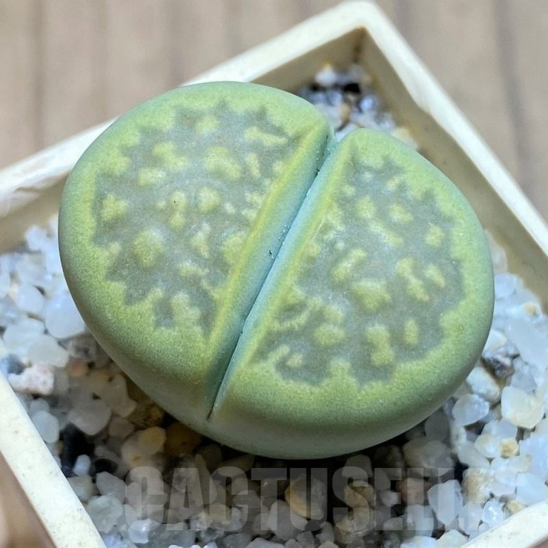 SH21784 Lithops hallii 'Green Soapstone'