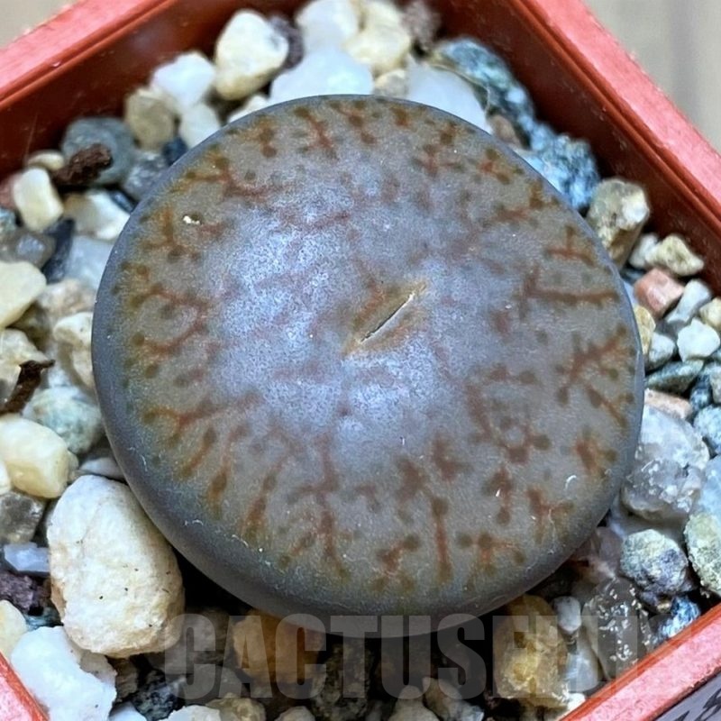 SH21785 Lithops pseudotruncatella