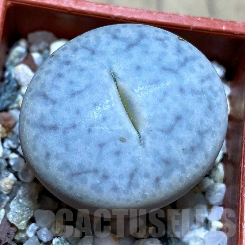 SH21750 Lithops pseudotruncatella ssp. volkii