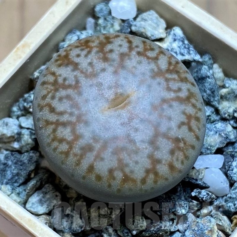 SH21786 Lithops pseudotruncatella