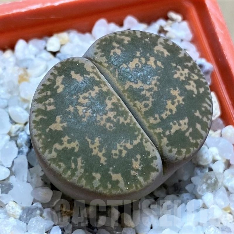 SH21787 Lithops lesliei F108