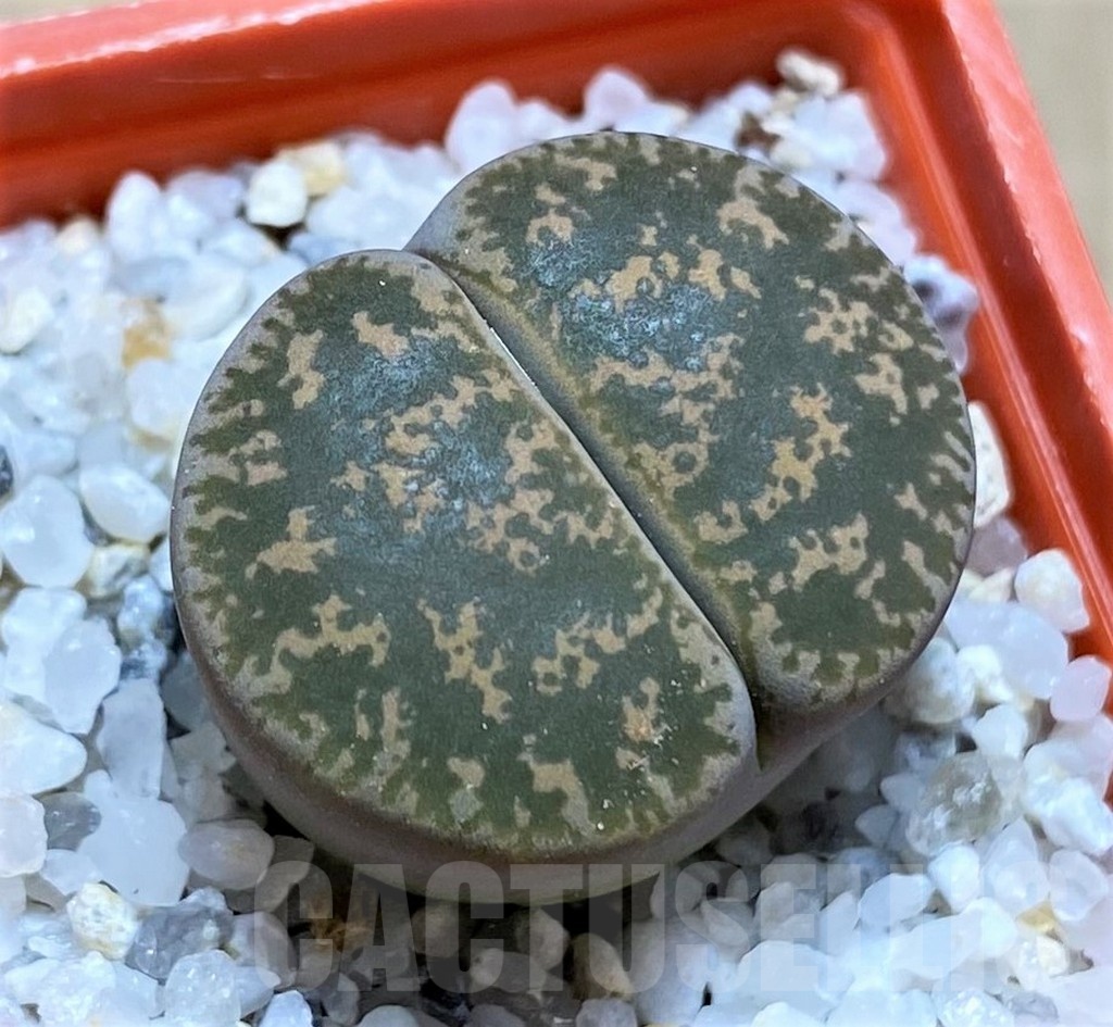SH21787 Lithops lesliei F108
