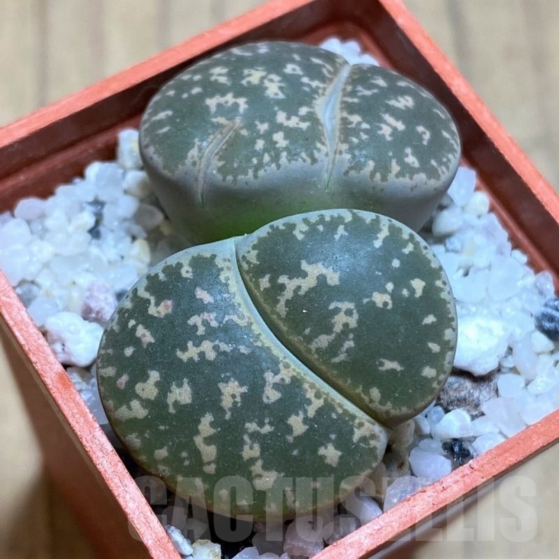 SH21788 Lithops lesliei F108