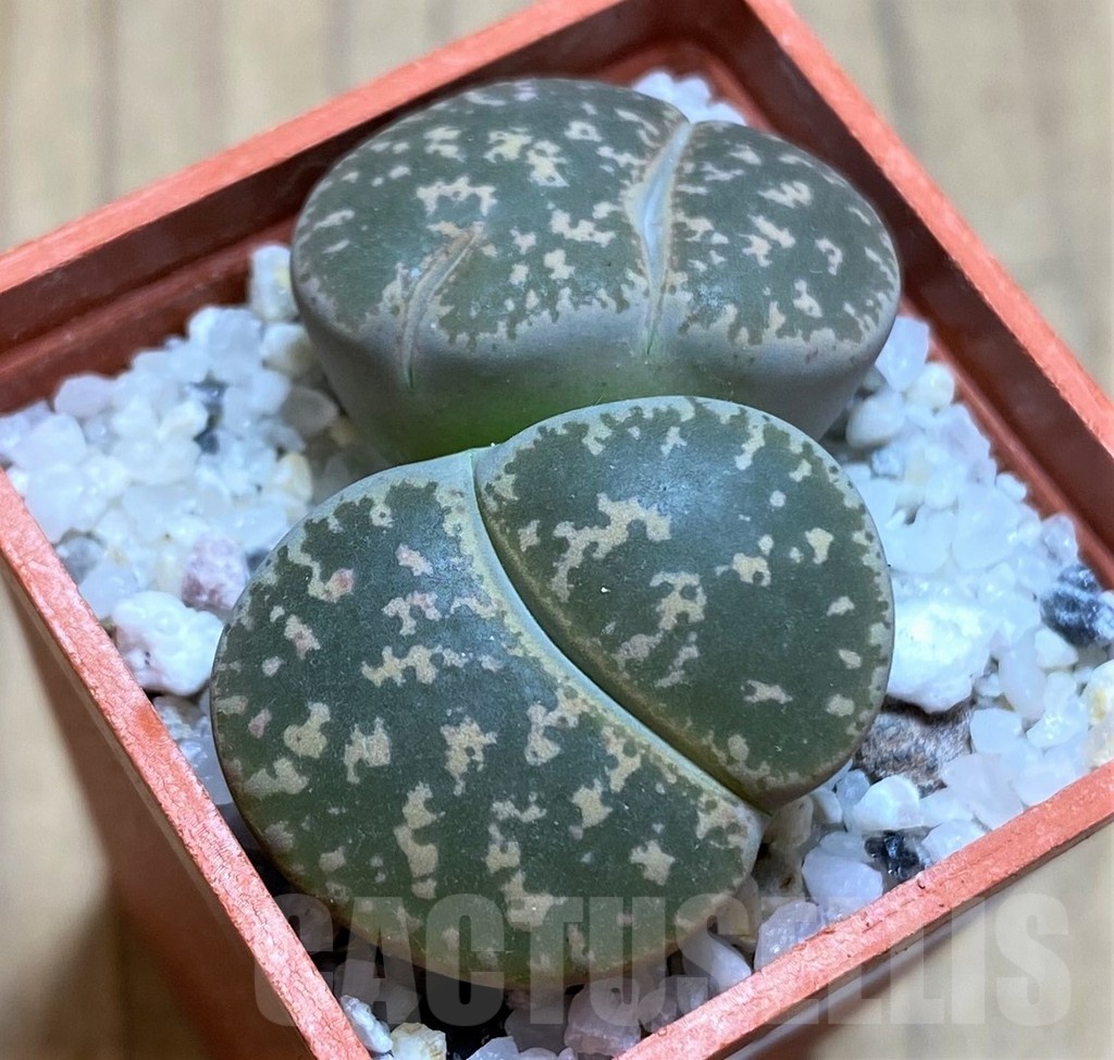 SH21788 Lithops lesliei F108