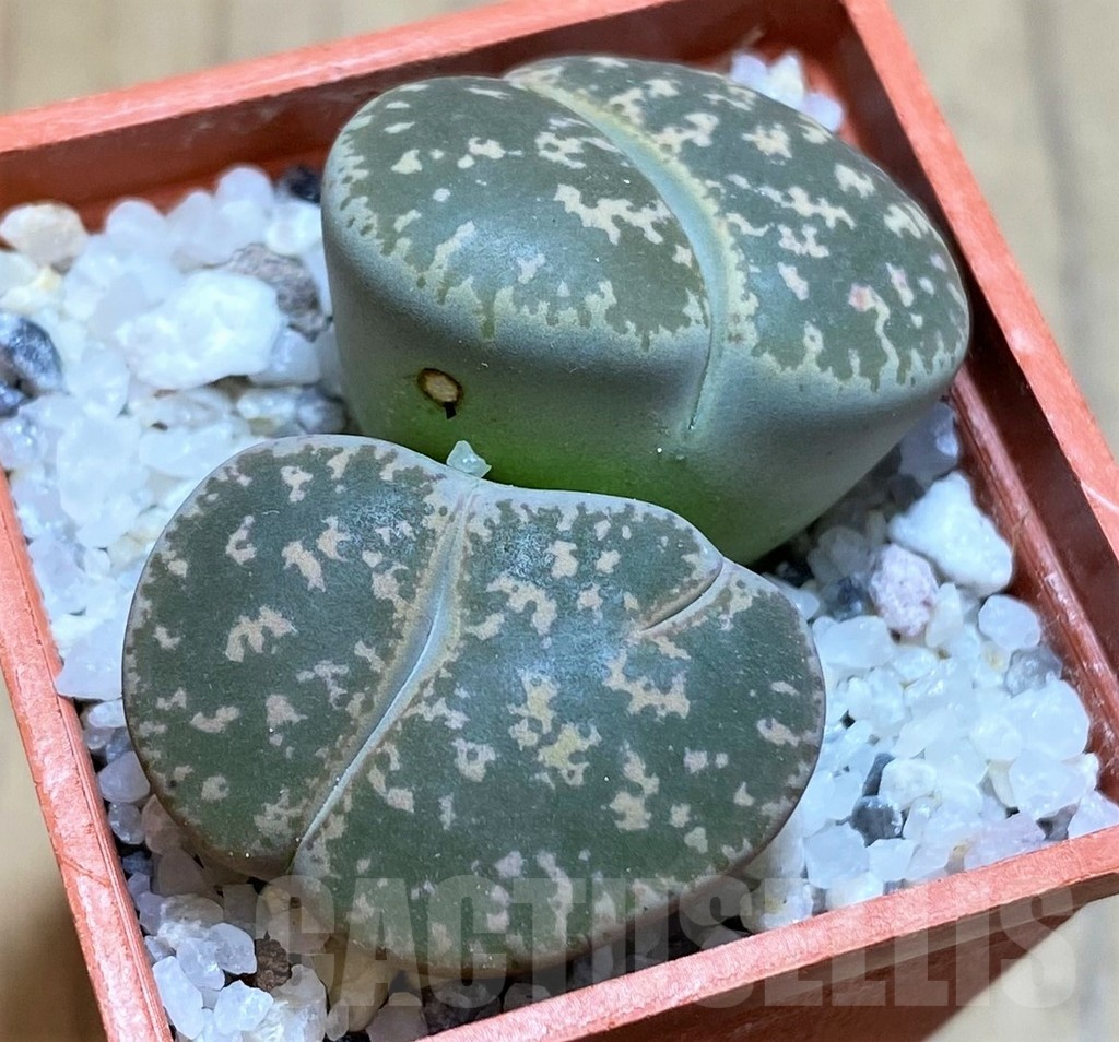 SH21788 Lithops lesliei F108 - 画像 (2)