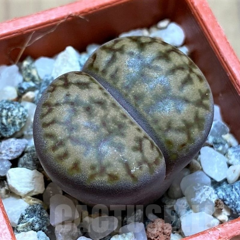 SH21789 Lithops bromfieldii