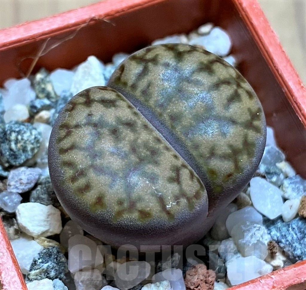 SH21789 Lithops bromfieldii