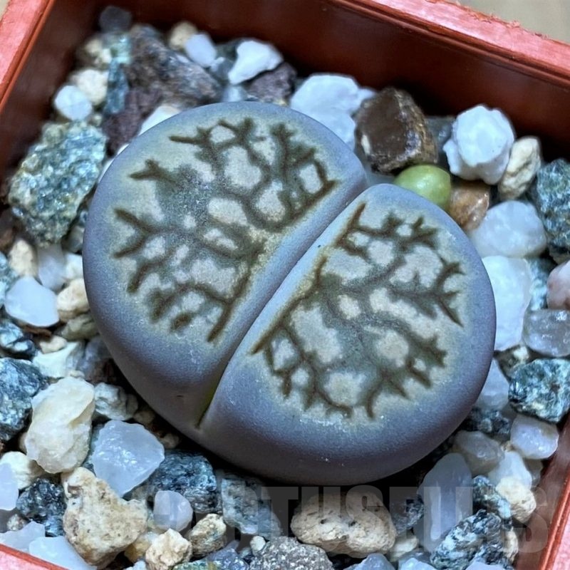 SH21790 Lithops julii ‘Kikushogiyoku’ hybrid