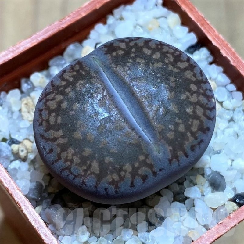 SH21791 Lithops aucampiae