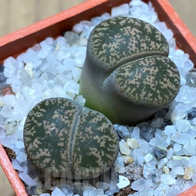 SH21792 Lithops lesliei v. minor