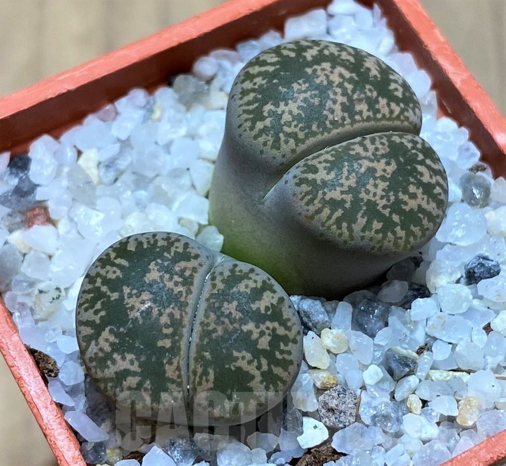 SH21792 Lithops lesliei v. minor