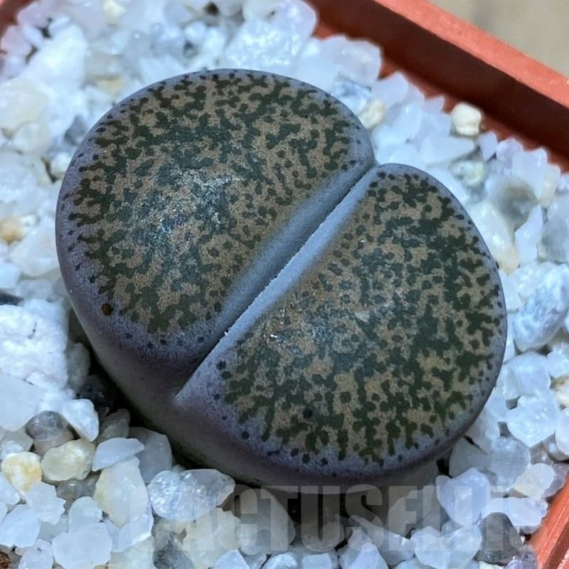 SH21793 Lithops lesliei v. minor