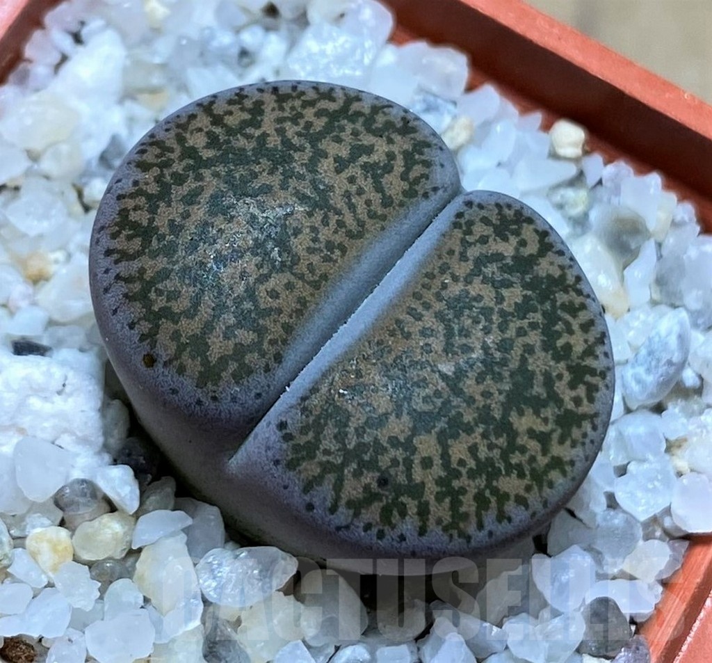 SH21793 Lithops lesliei v. minor