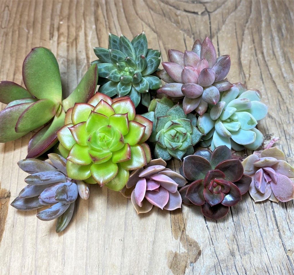 SH22895 Succulents mix, cuted