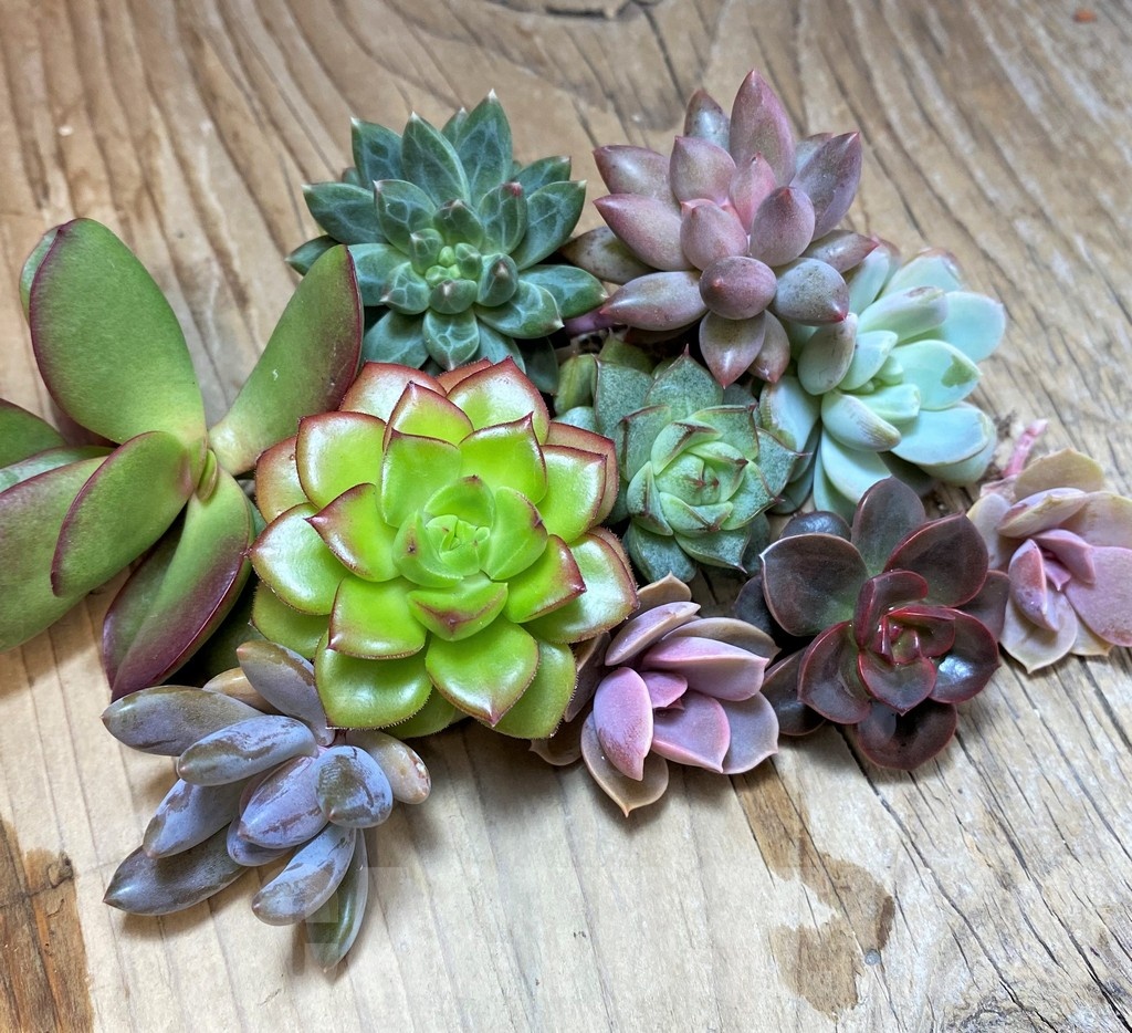 SH22895 Succulents mix, cuted - Image 2