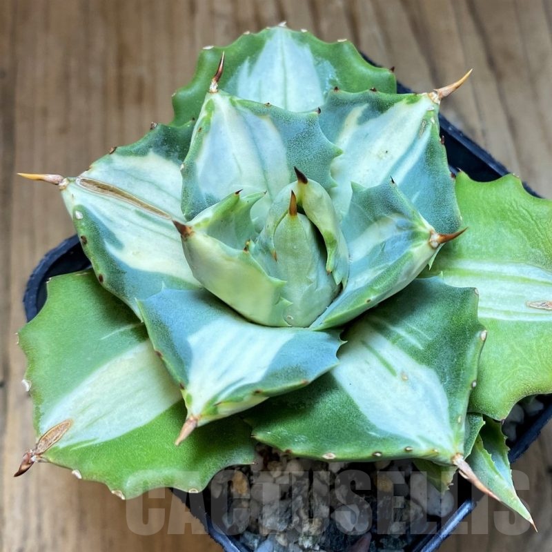 SH21996 Agave isthmensis f. variegata