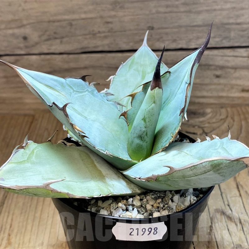 SH21998 Agave titanota ‘Blue Alabaster’