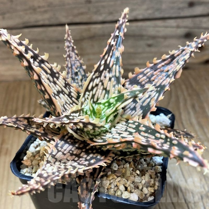 SH21999 Aloe TCT hybrid