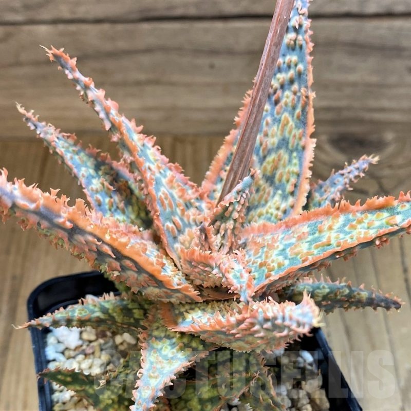 SH22000 Aloe TCT hybrid