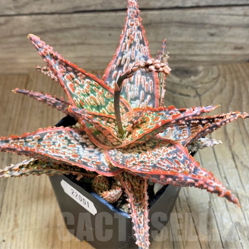 SH22001 Aloe TCT hybrid