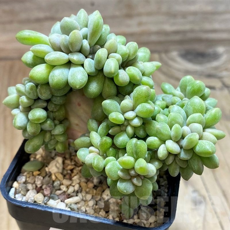 SH21965 Pachyphytum compactum f. cristata