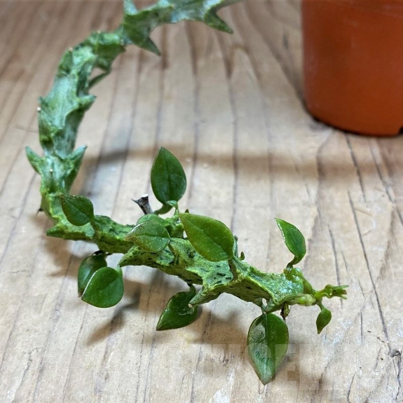 SH22004 Ceropegia simoneae ‘Green Form’