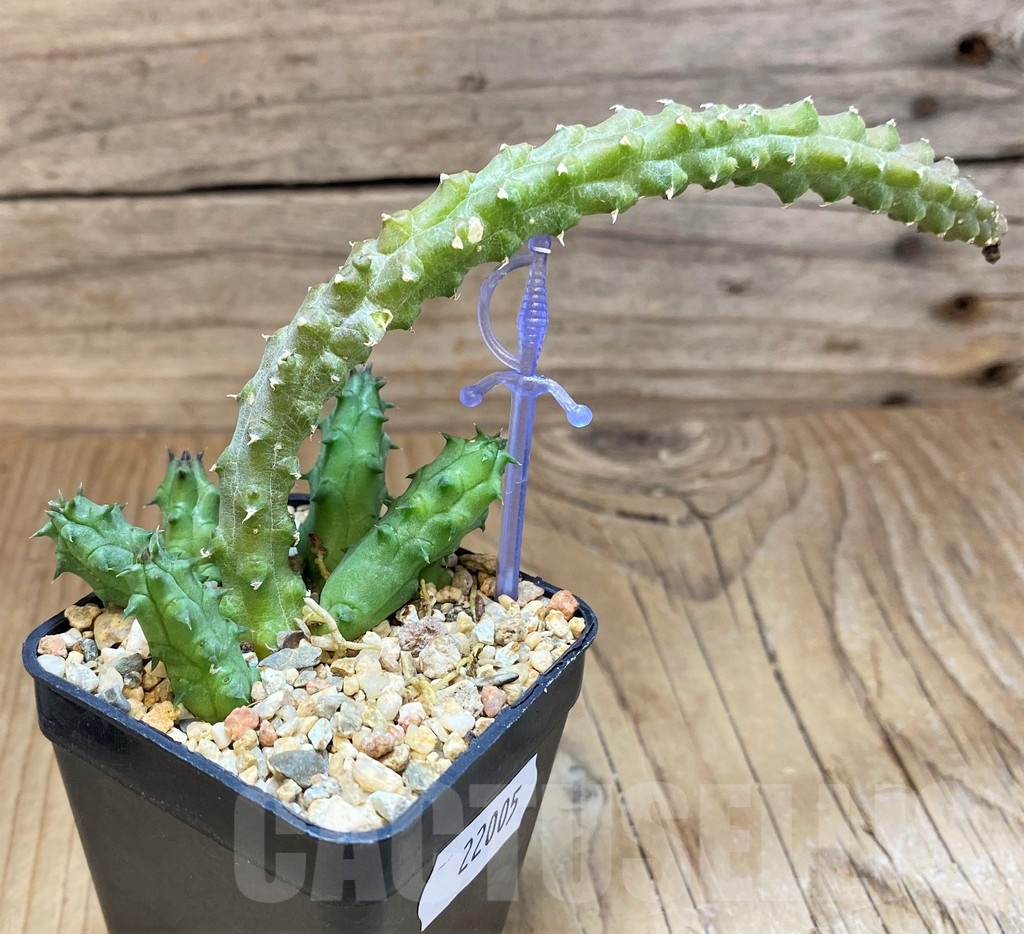 SH22005 Huernia aff.macrocarpa - Image 3