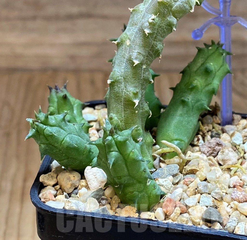 SH22005 Huernia aff.macrocarpa