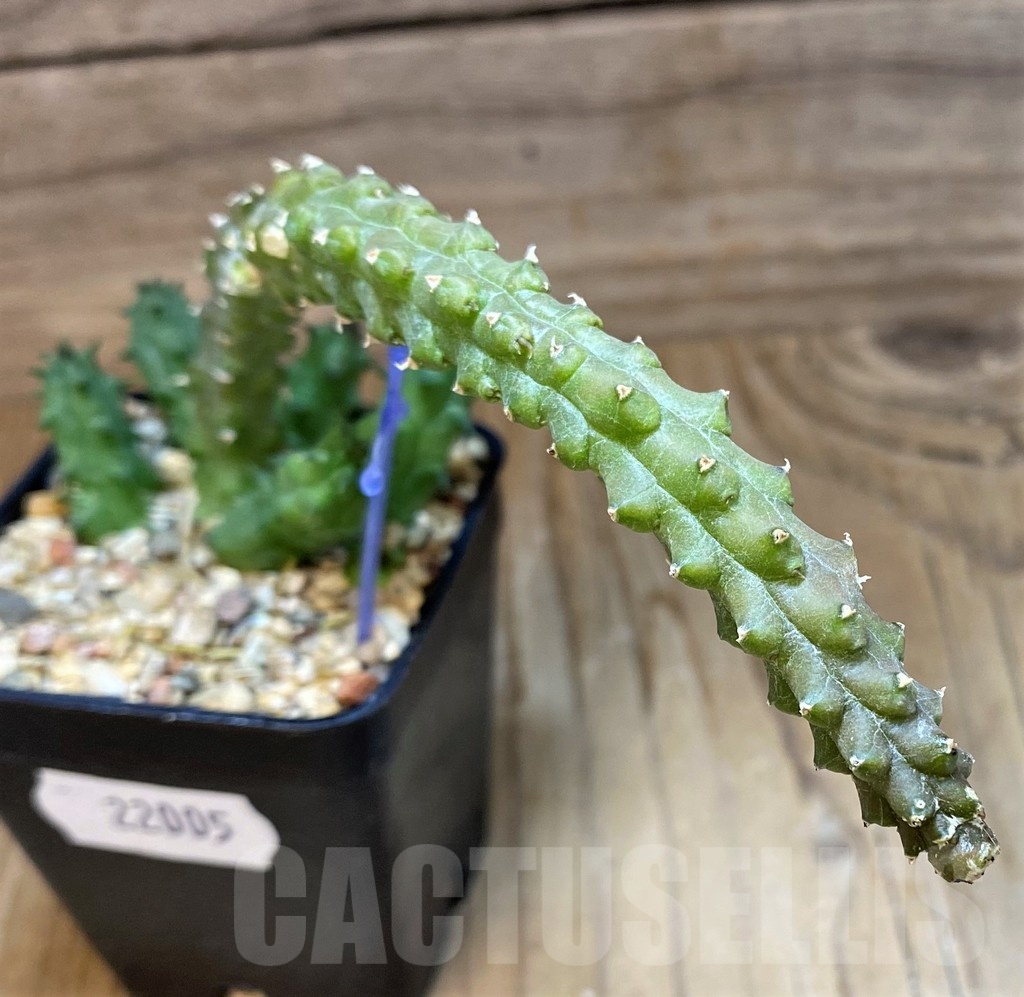 SH22005 Huernia aff.macrocarpa - Image 2