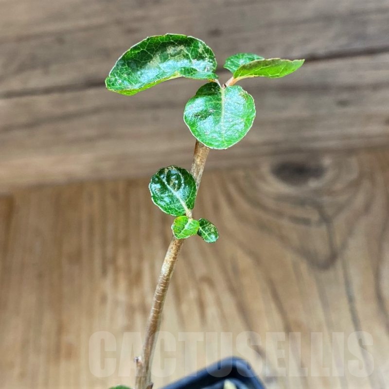 SH22008 Boswellia popoviana -Red flower-