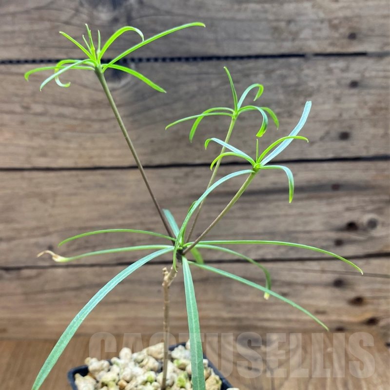 SH22009 Euphorbia hedyotoides