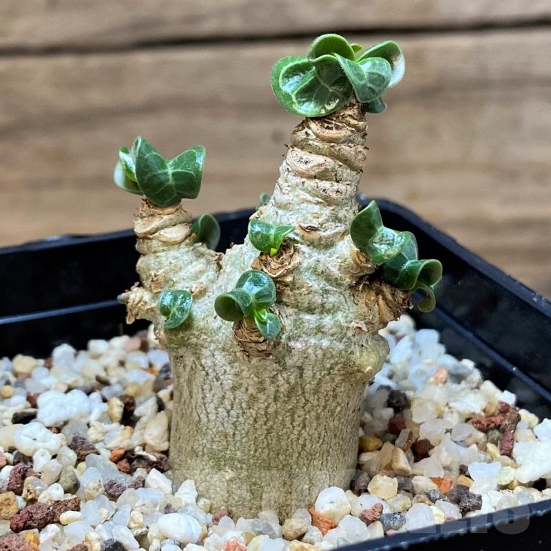 SH22012 Adenium arabicum DHA