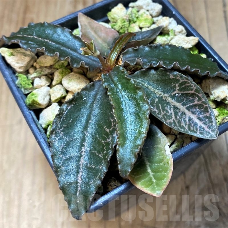 SH22013 Euphorbia francoisii hybrid