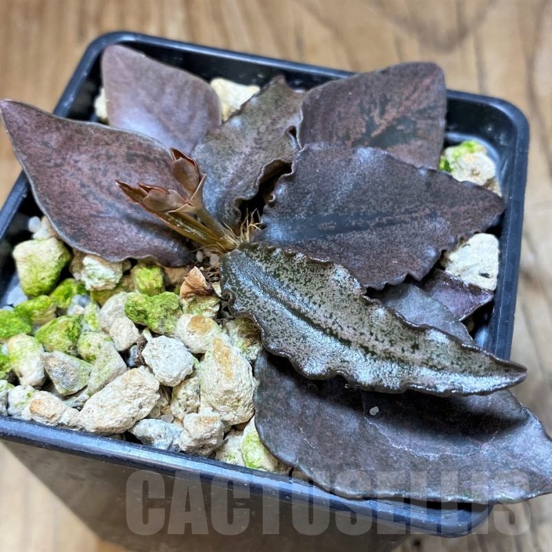 SH22014 Euphorbia francoisii hybrid