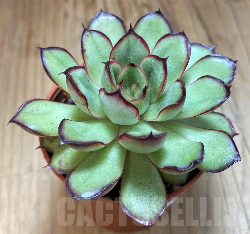 SH21967 Echeveria ‘Mexican pulidonis’ - Зображення 2