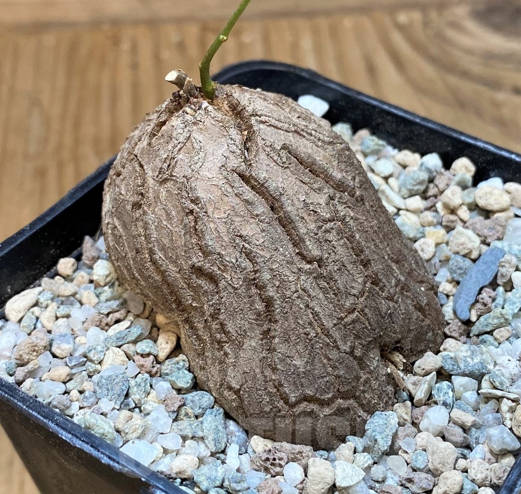 SH22022 Dioscorea sylvatica - Image 2