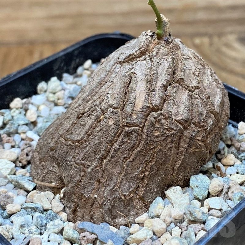 SH22022 Dioscorea sylvatica