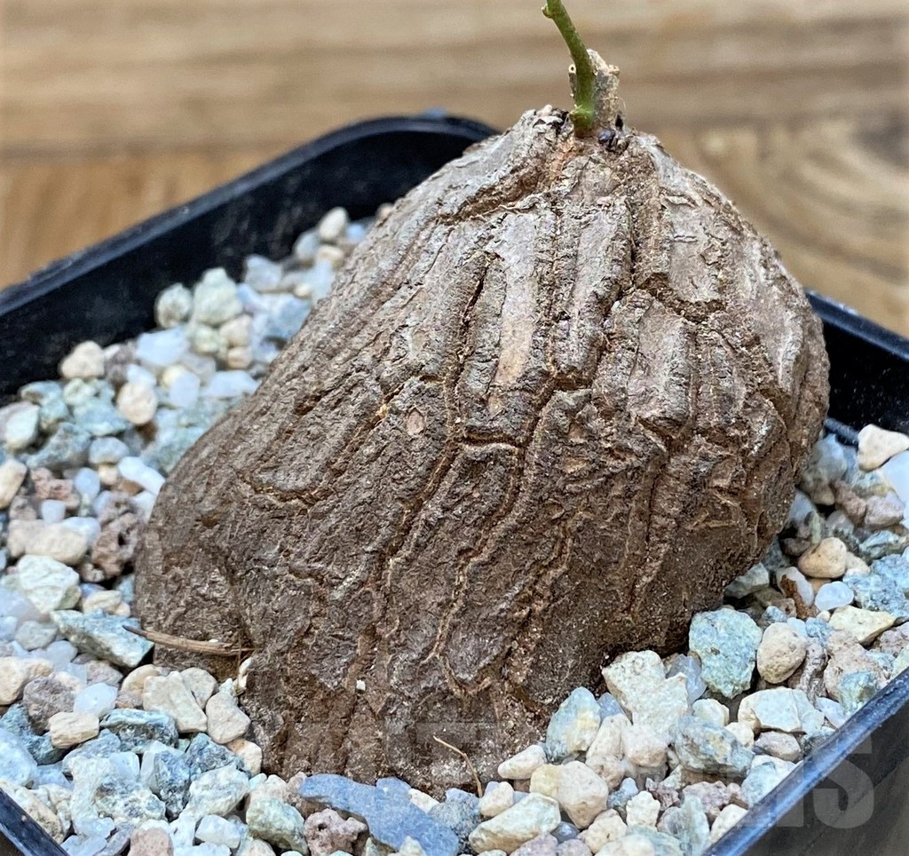 SH22022 Dioscorea sylvatica