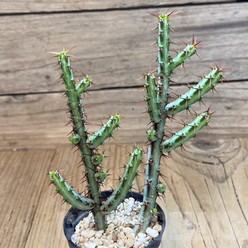 SH22025 Euphorbia aeruginosa