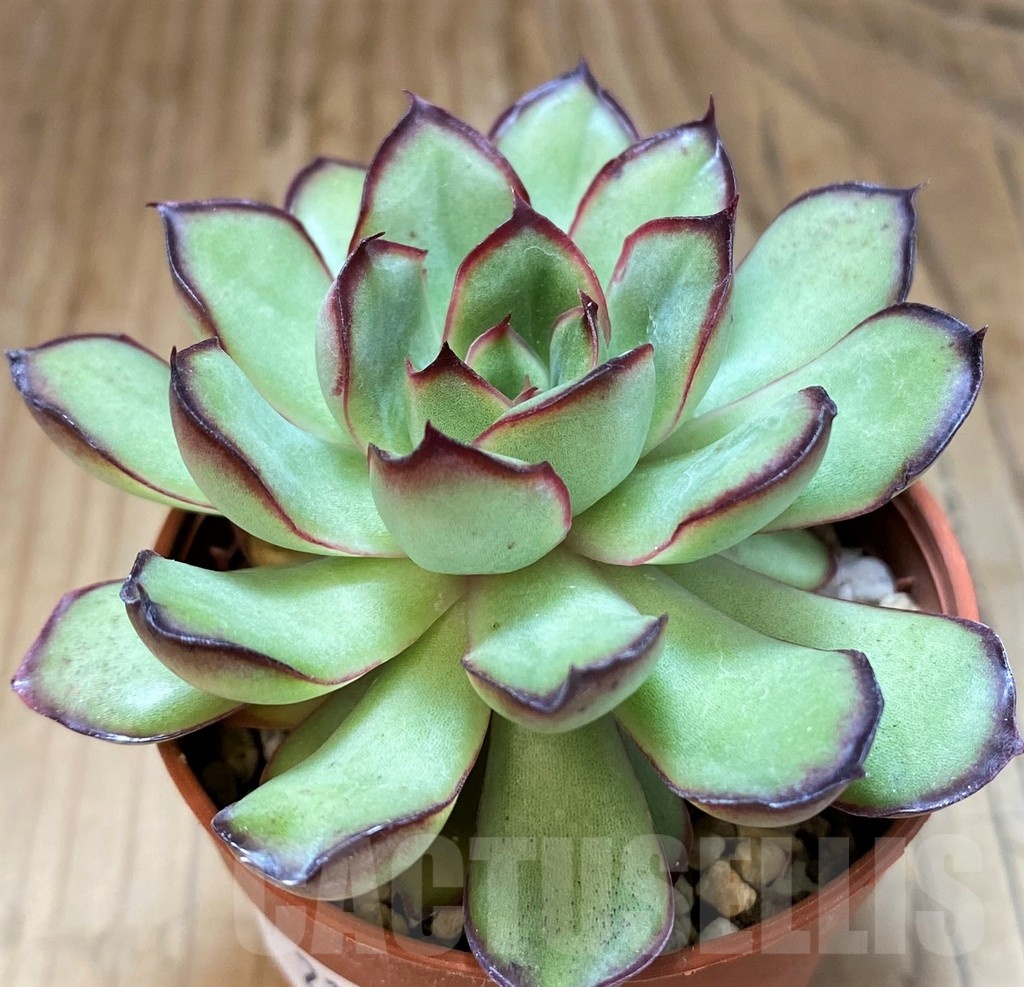 SH21967 Echeveria ‘Mexican pulidonis’