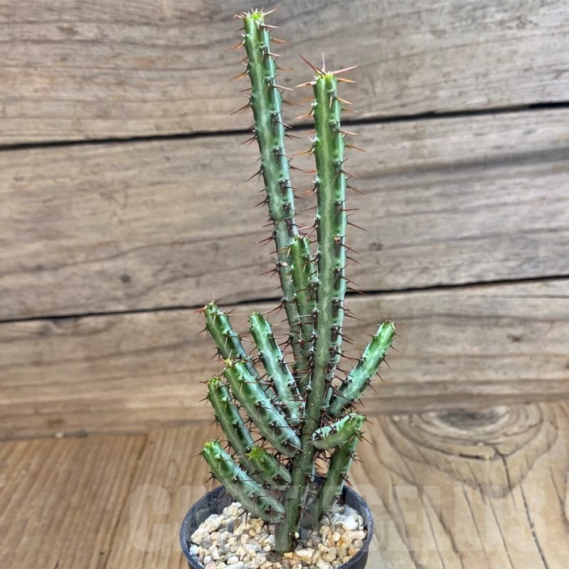SH22026 Euphorbia aeruginosa